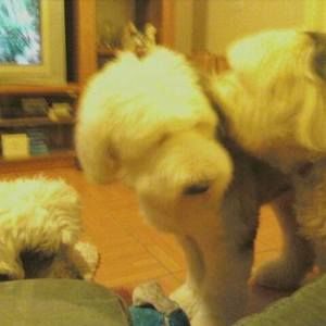 Meet your Posher, Diane